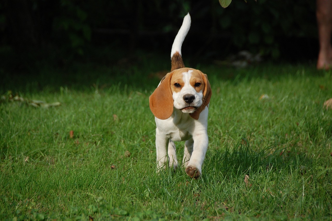Beagle – urocze psy o wspaniałym charakterze