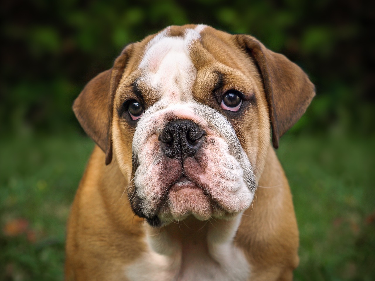 Bulldog – charakterystyka rasy oraz wskazówki dla przyszłych opiekunów