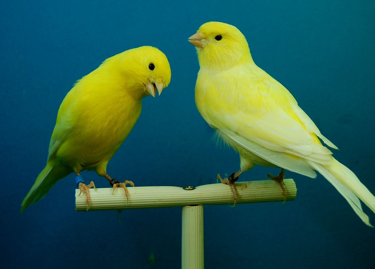Kanarki – piękne i melodyjne ptaki, idealne dla początkujących hodowców