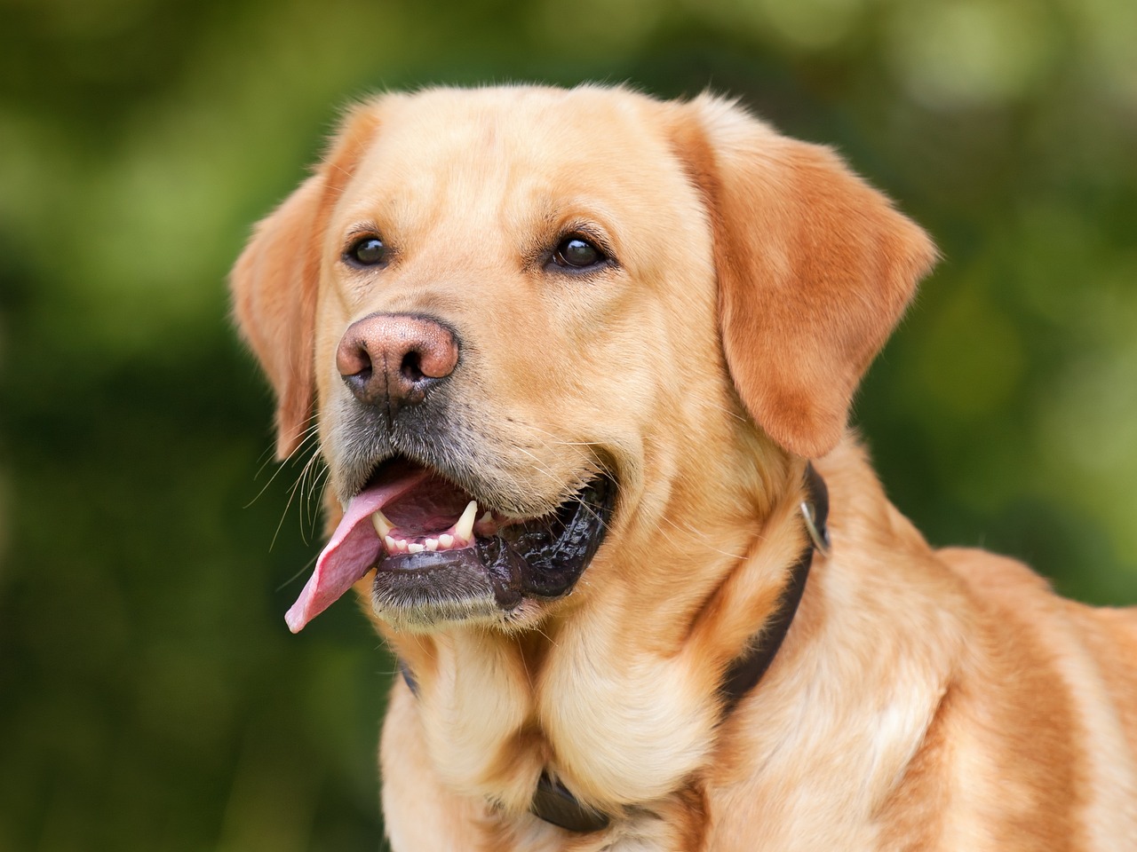 Jak nauczyć psa apportować frisbee: zabawy dla energicznych psiaków