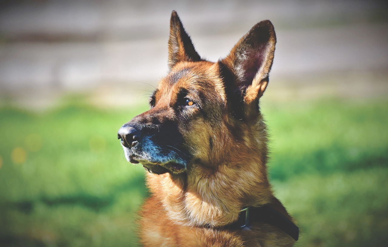 Dlaczego psy gryzą w smyczy: przyczyny i trening kontroli