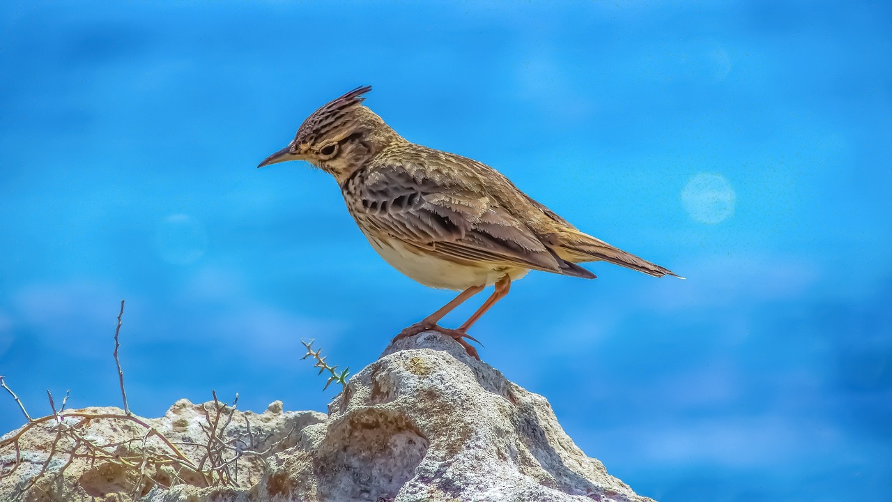 Skowronek – piękny śpiew ptaka, który cieszy ucho