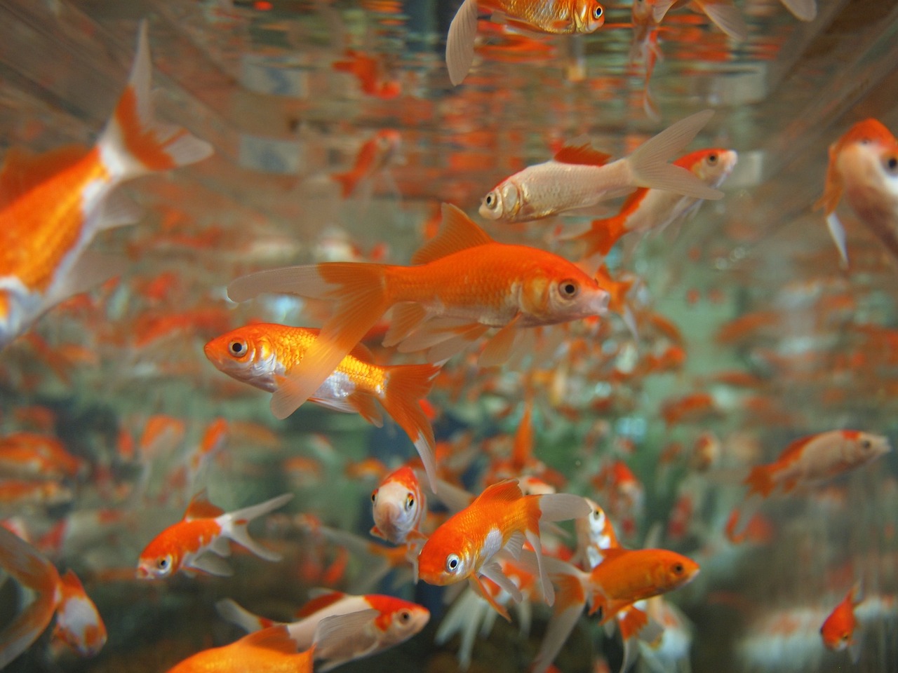 Złote rybki – piękne i łatwe w hodowli zwierzęta akwariowe
