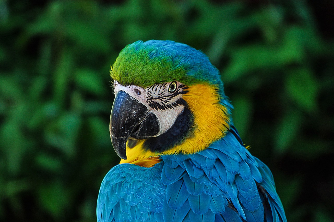 Ara – piękne i inteligentne papugi z Ameryki Południowej