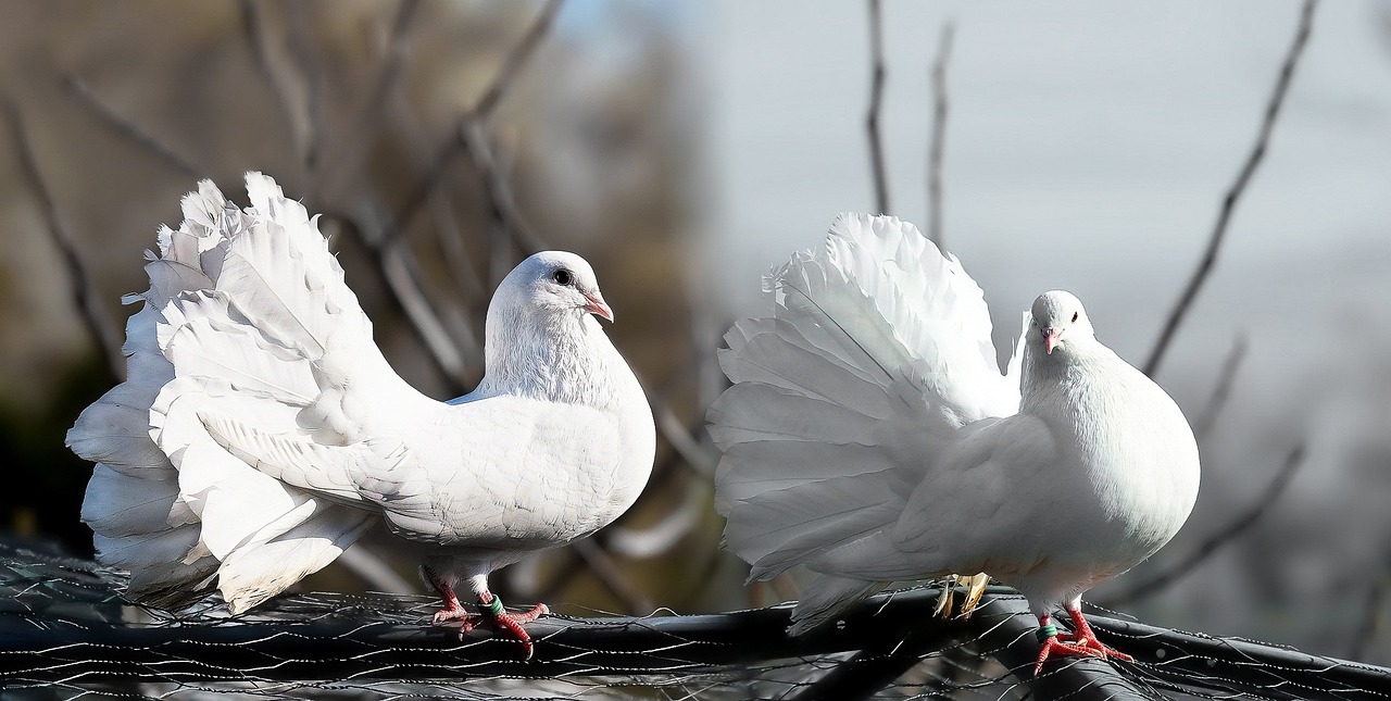 Gołębie – nie tylko uliczne ptaki