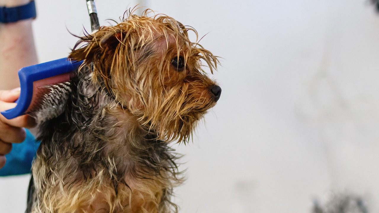 Fryzjer dla psa – czym się zajmuje i dlaczego warto skorzystać z usług profesjonalisty