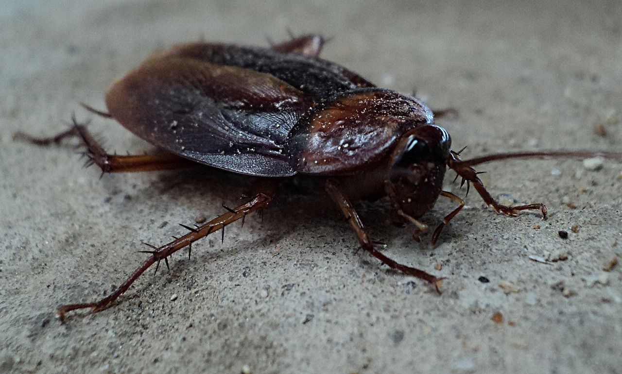 Dezynsekcja Kraków – jak skutecznie zwalczyć insekty w domu?