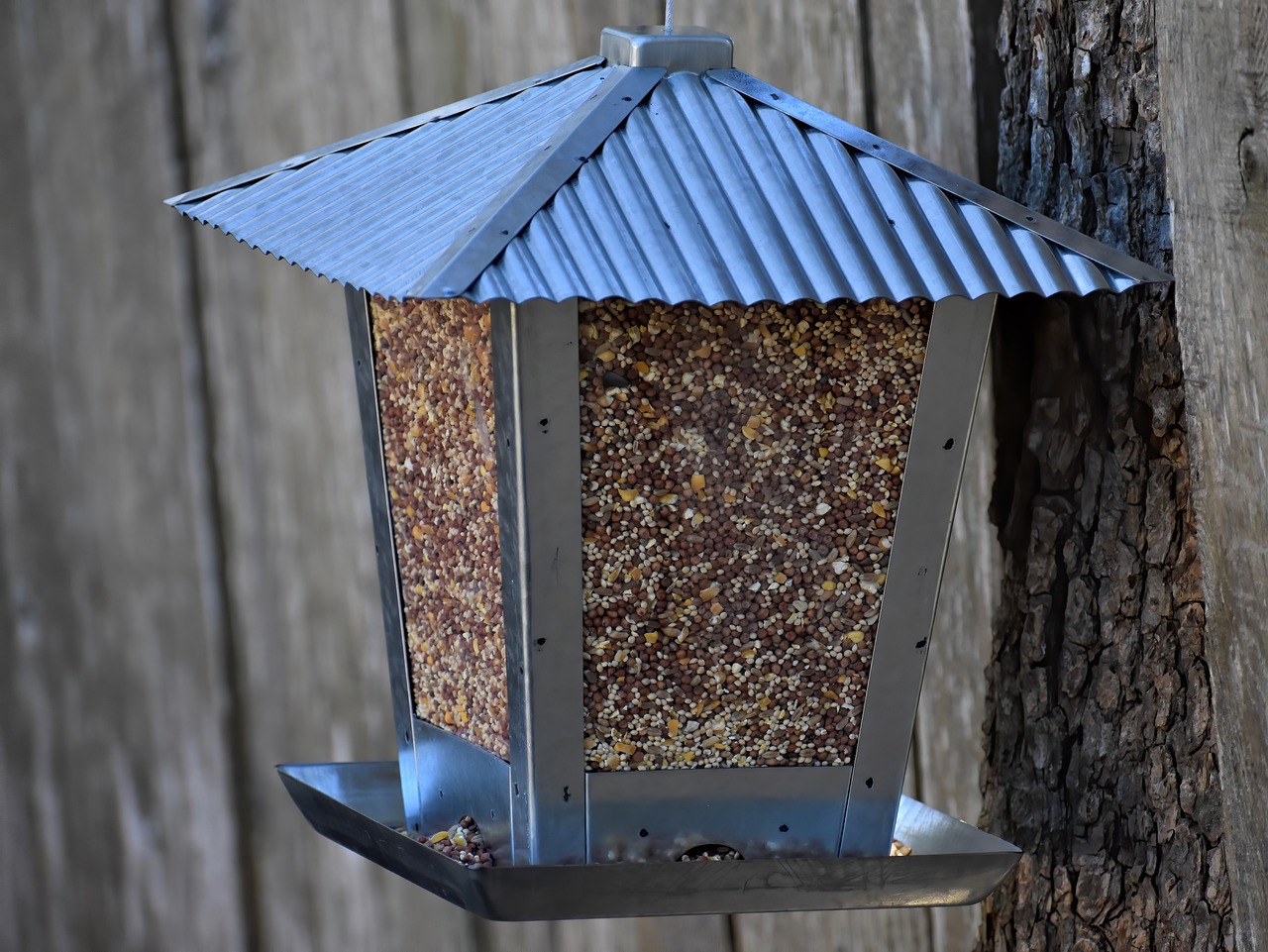 Tani karmnik dla ptaków – jakie wybrać, aby przyciągnąć piękne ptaki do ogrodu?
