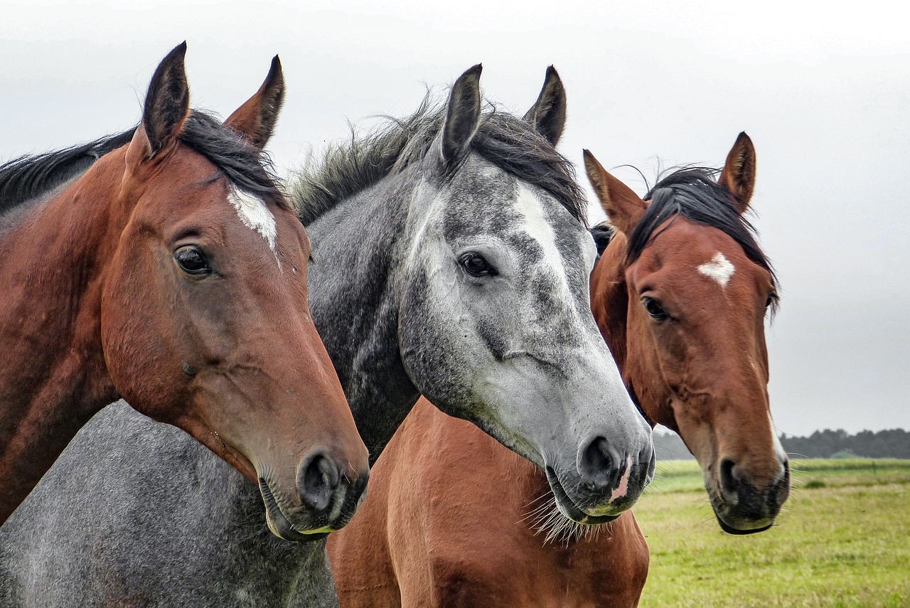 Nauszniki dla konia – dlaczego warto je stosować?