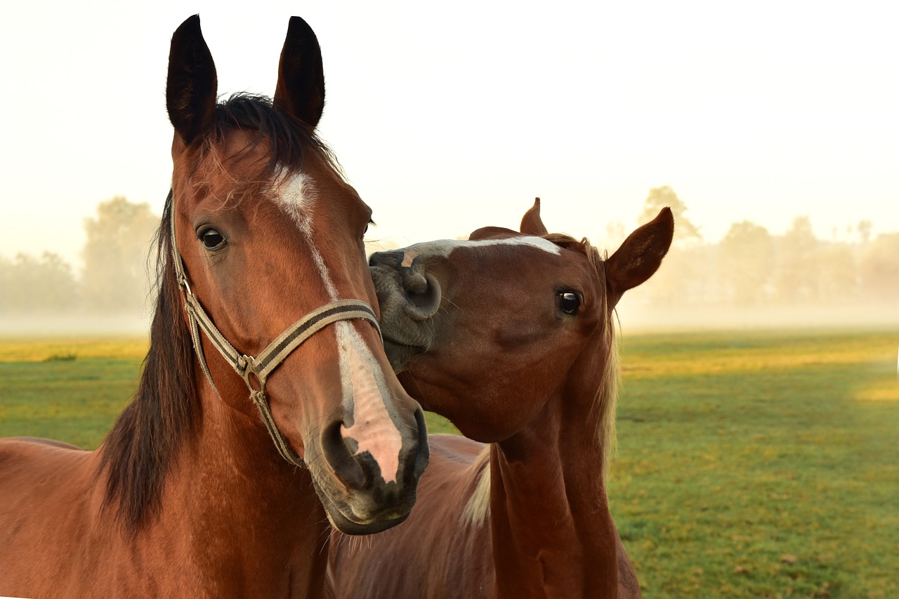 Witaminy dla koni – klucz do zdrowia i dobrej kondycji