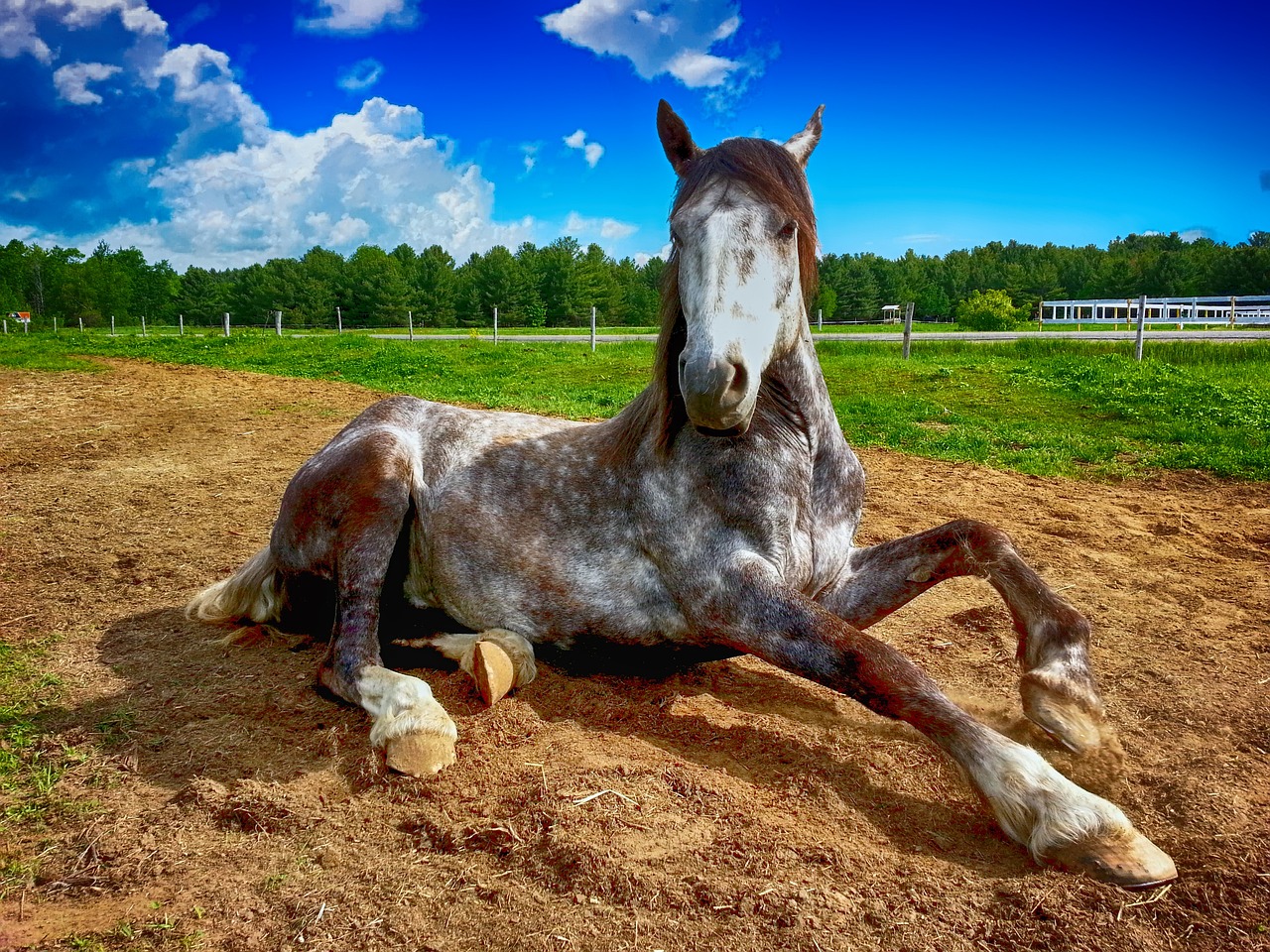 Sklep dla konia – niezbędne miejsce dla miłośników jazdy konnej