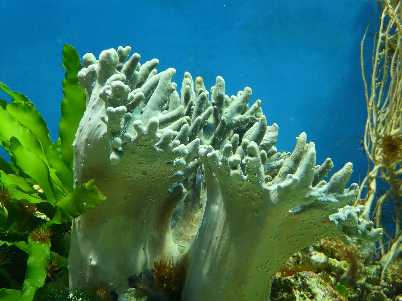 Korale w akwarium – jakie gatunki wybrać i jak je pielęgnować?