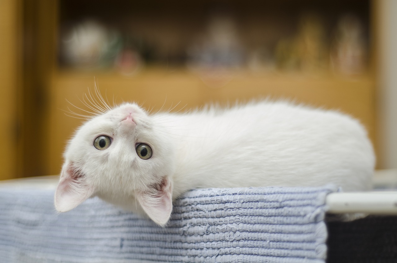 Dlaczego koty często tykają dla zabawy: radosne momenty w ich życiu
