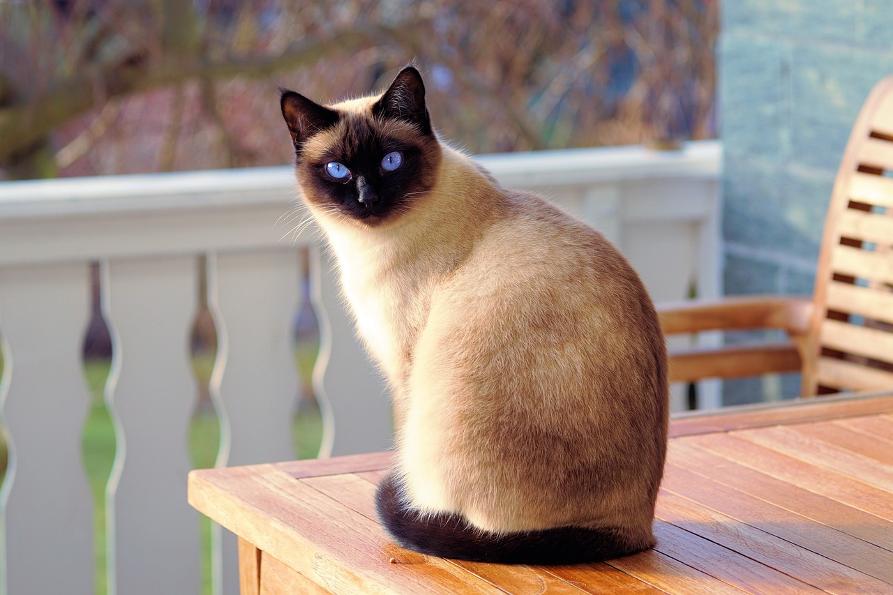 Kuweta dla kota – dlaczego warto zadbać o wygodne miejsce do załatwiania potrzeb?