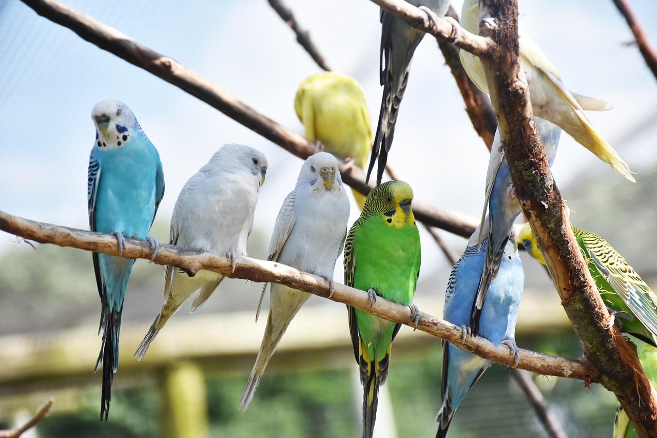 Papugi – piękne i inteligentne zwierzęta, idealne jako towarzysze