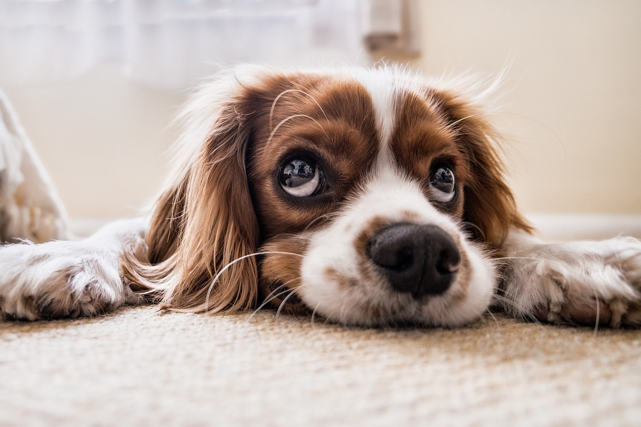 Czy psy potrzebują odłamu czasu na spokojne obserwowanie otoczenia?