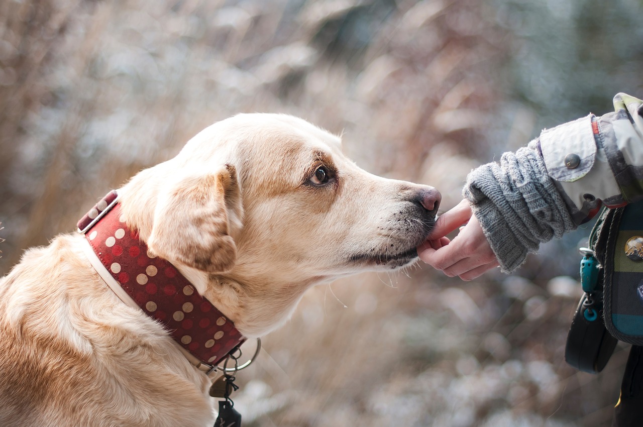 Szkolenie psów – dlaczego warto i jakie korzyści przynosi?