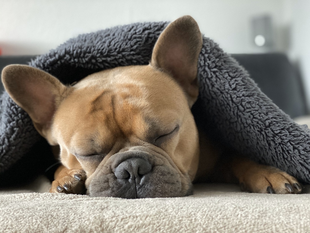Dlaczego psy często śpią na plecach: interpretacja ich zachowań