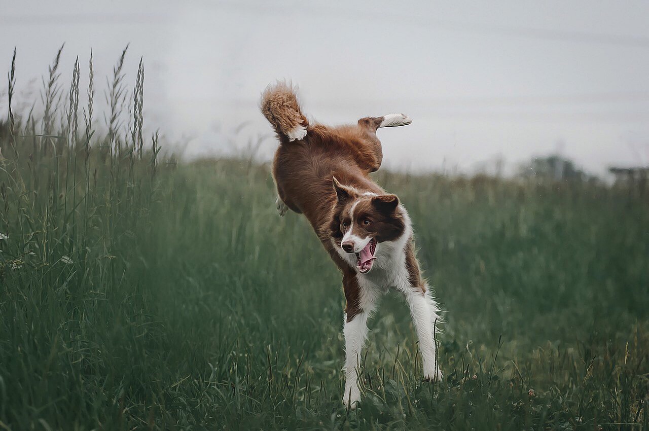 Tresura psów – jak nauczyć psa dobrych manier?