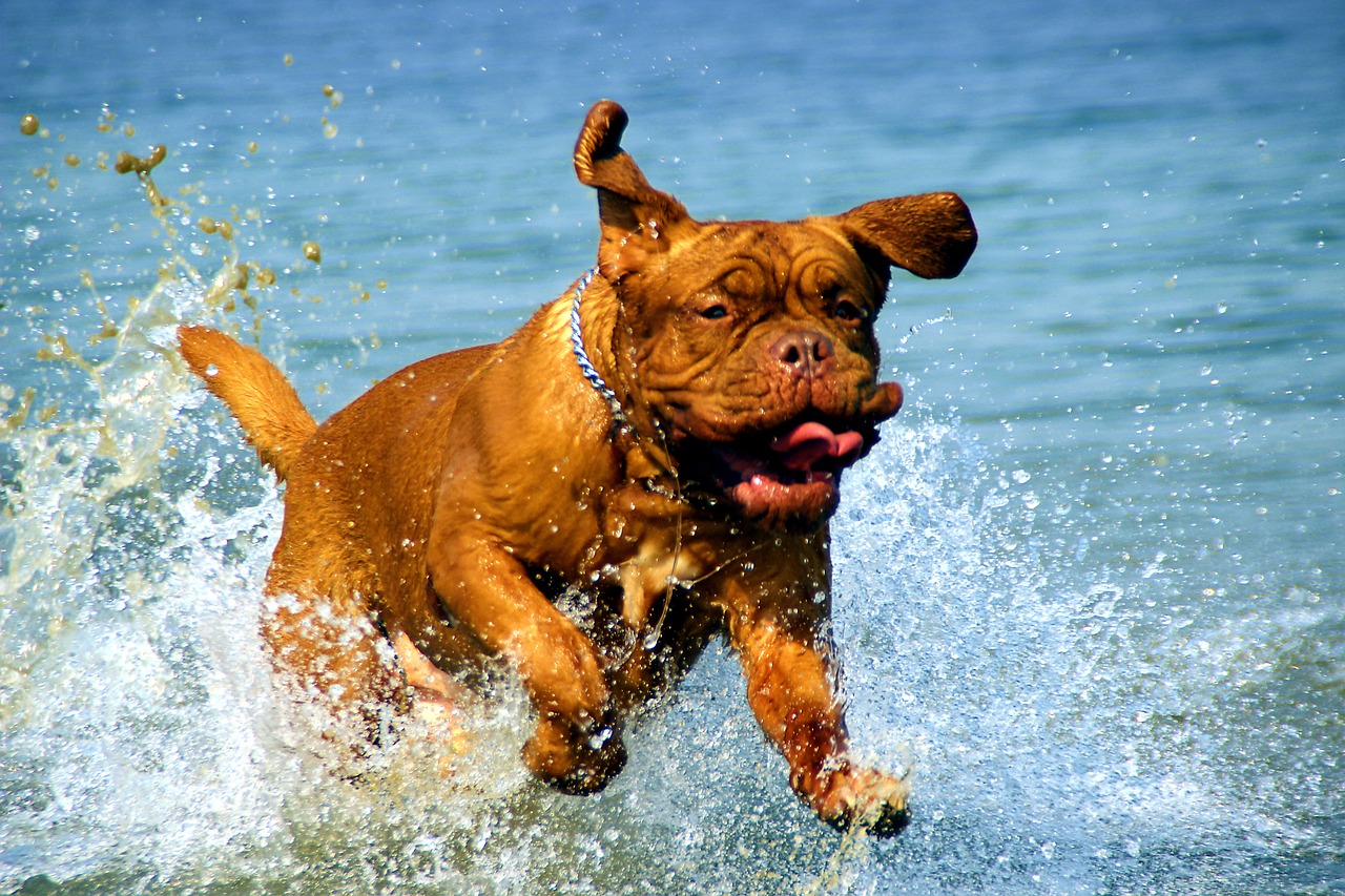 Zabawki dla psa do wody – jakie wybrać, aby zapewnić zwierzakowi wspaniałą zabawę?
