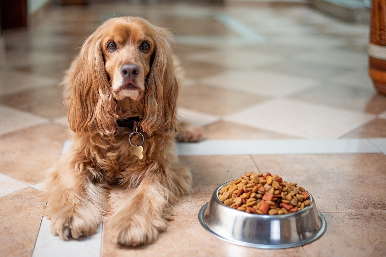 Jak dobrać odpowiednią karmę dla swojego psa?