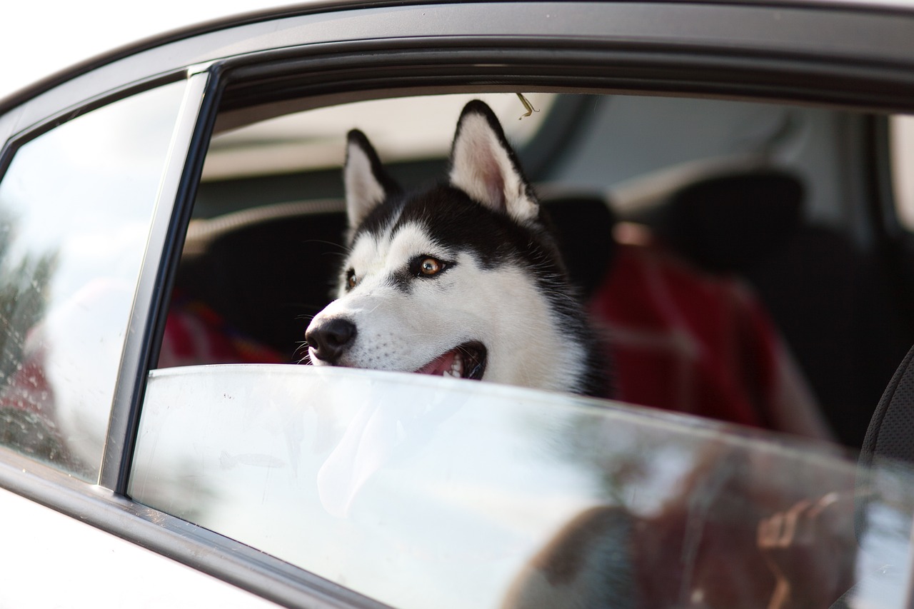 Zestaw podróżny dla psa – czego potrzebujesz, aby wygodnie podróżować z pupilem?