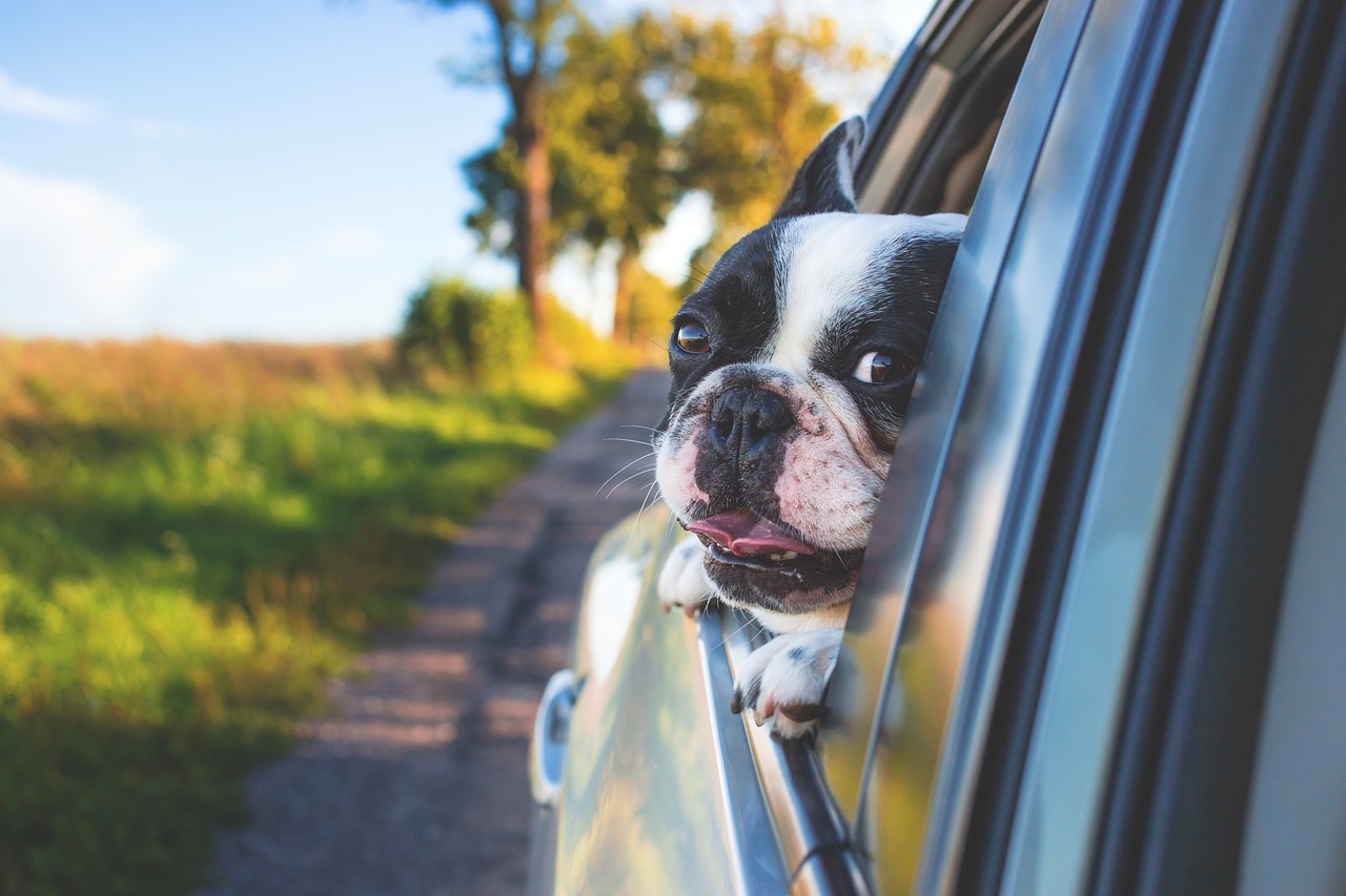 Pokrowce do samochodu dla zwierząt – dlaczego warto je stosować?