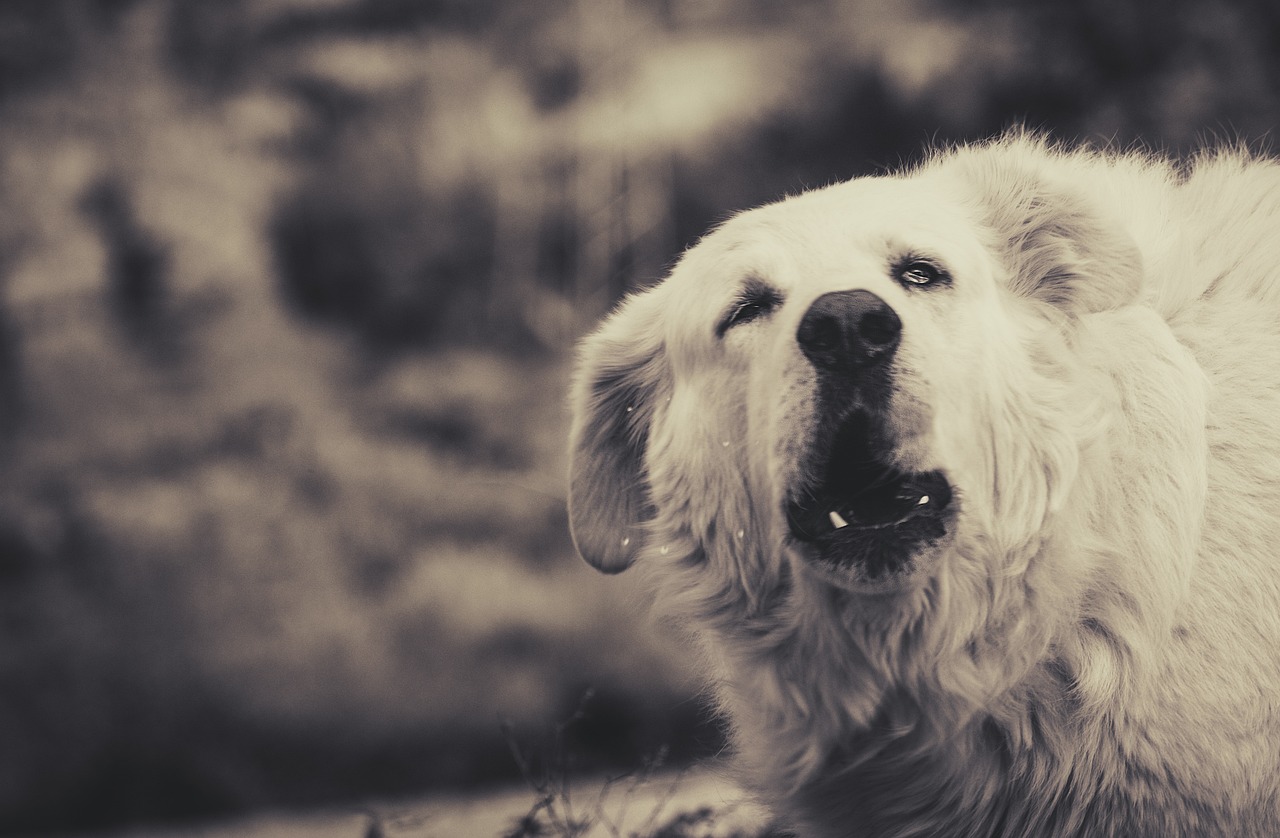 Jak skutecznie zapobiegać szczekaniu psa – rola gwizdka