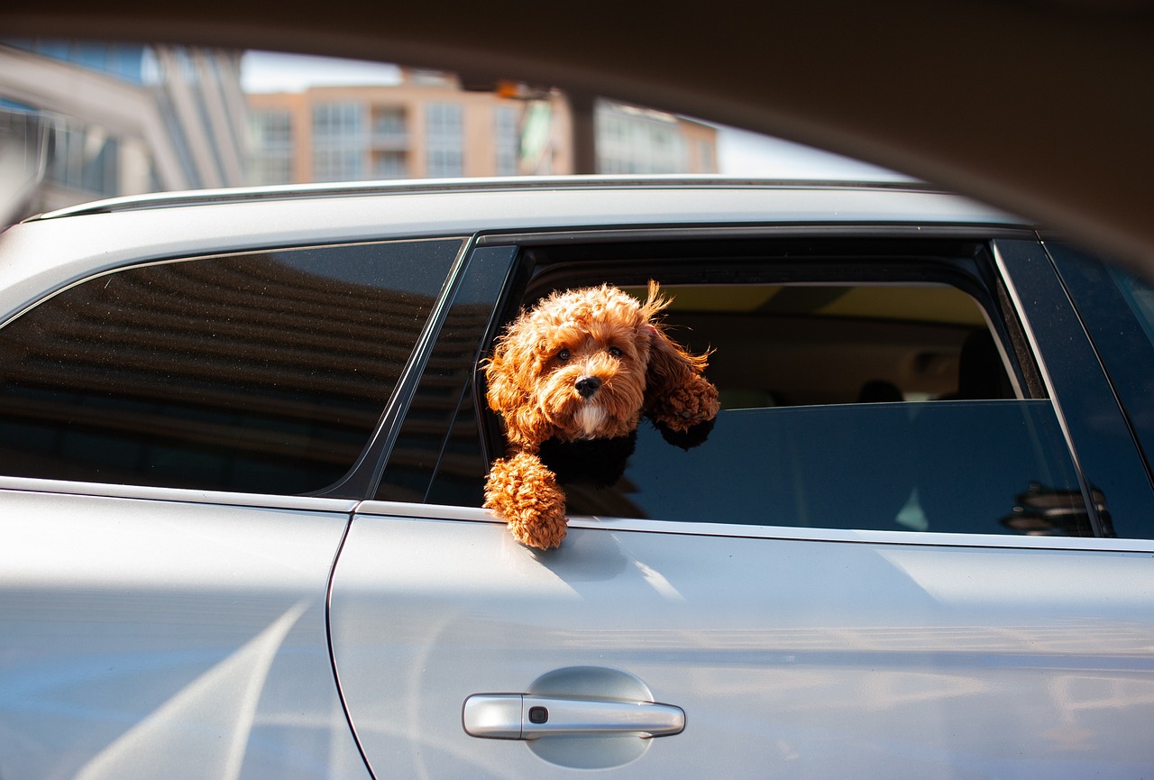 Pokrowce na fotele samochodowe dla właścicieli zwierząt – ochrona przed zabrudzeniami i uszkodzeniami