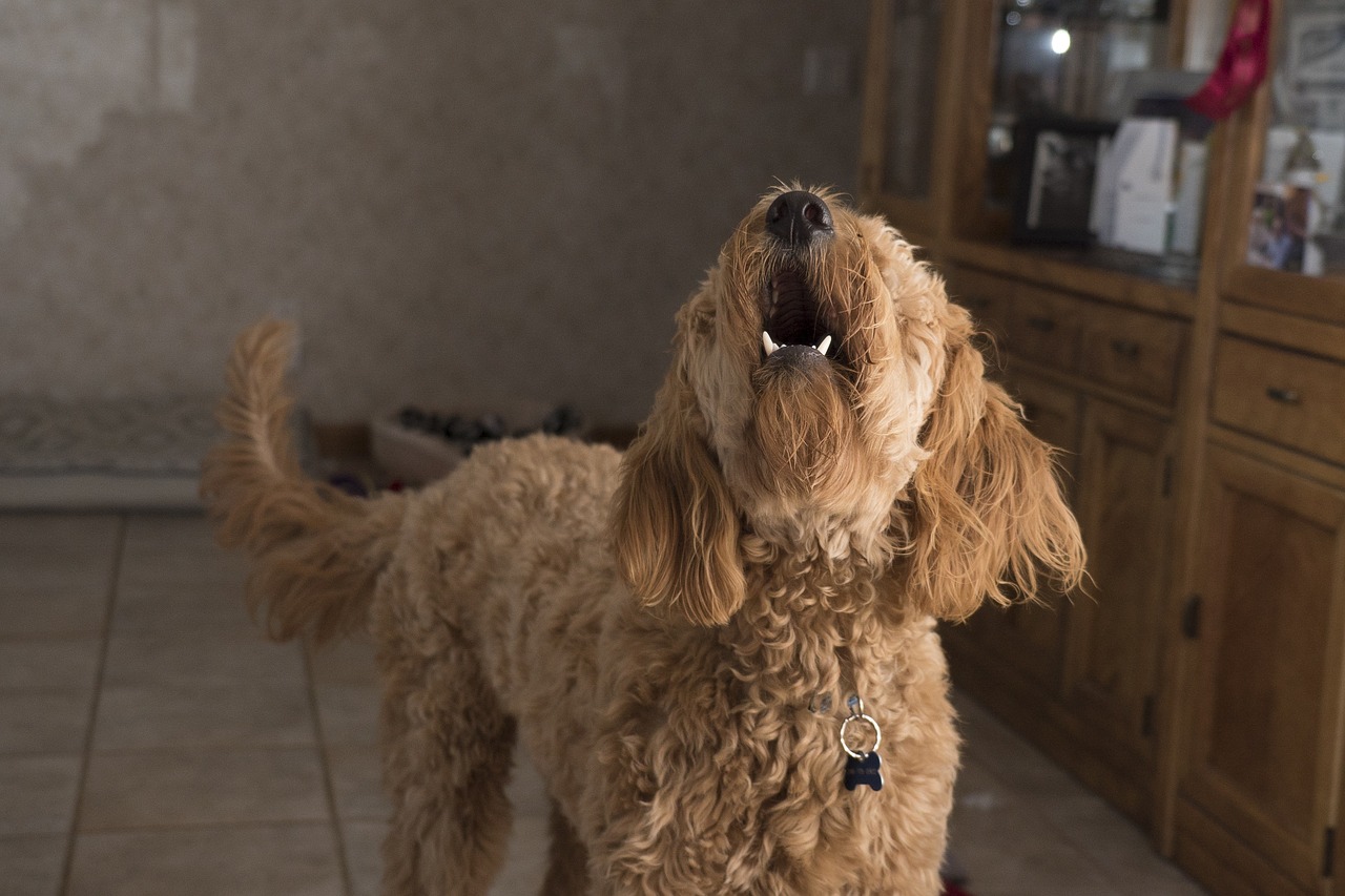 Jak pozbyć się szczekania psa? – Wykorzystaj dzwonek do drzwi